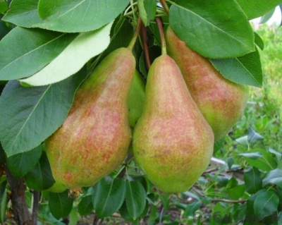 Груша "Видная"