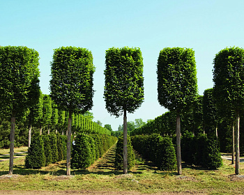 Граб обыкновенный "Фастигиата"