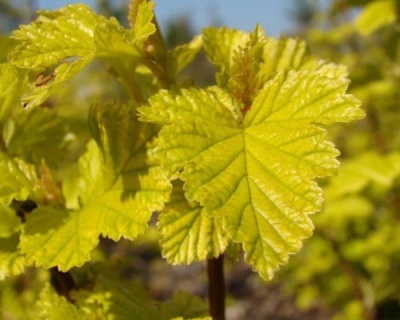 Пузыреплодник "Лютеус" (Luteus)