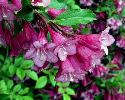Вейгела цветущая "Purpurea"