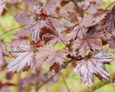 Клен остролистный "Роял ред"