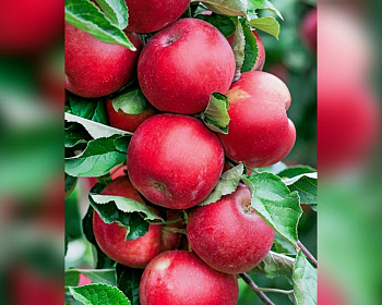 Яблоня колоновидная "Обелиск"