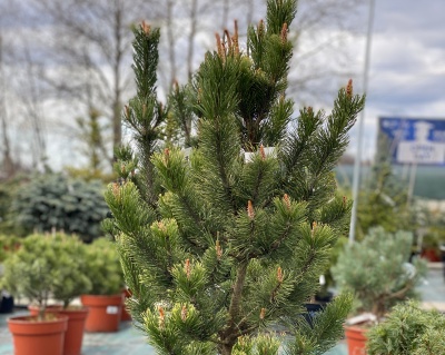 Сосна горная "Пол Малетер"