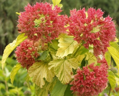 Пузыреплодник "Лютеус" (Luteus)