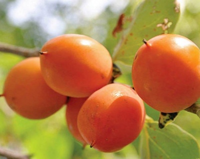 Хурма "Виргинская крупноплодная"