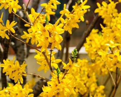 Форзиция промежуточная «Голдзаубер»