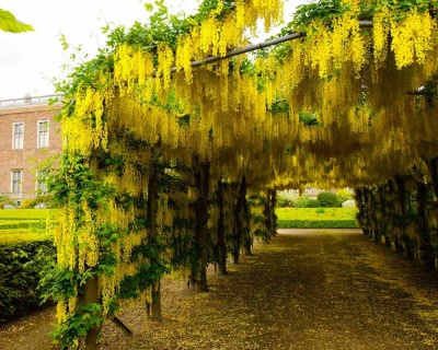 Бобовник обыкновенный