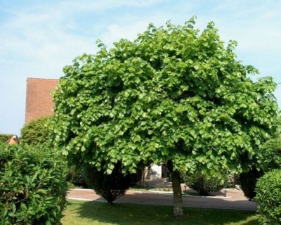 Липа крупнолистная