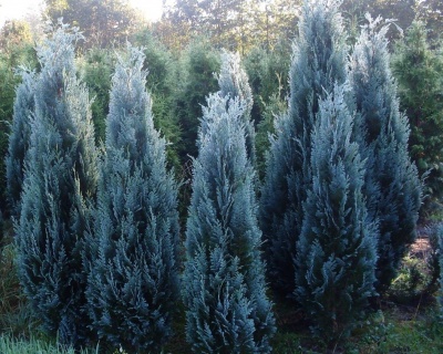 Кипарисовик Лавсона "Дартс Блю Риббон"