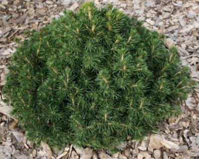 Ель обыкновенная "Томпа"