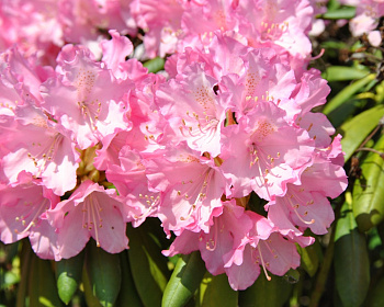 Рододендрон "Калинка"