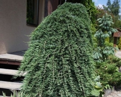 Можжевельник горизонтальный "Вилтони" (штамбовая форма)