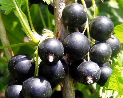 Смородина "Биг Бен"