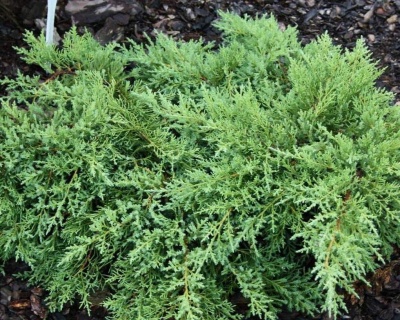 Можжевельник средний "Пфитцериана Компакта"