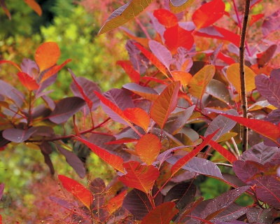 Скумпия "Грейс" (Grace)