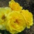Роза Флорибунда «Оллголд» 