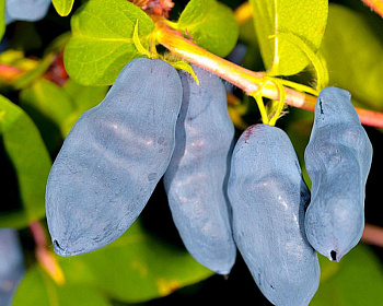 Жимолость "Дочь Великана"