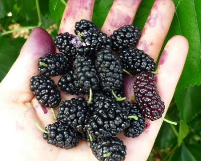 Шелковица "Черная Жемчужина"