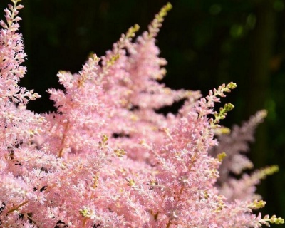 Астильба японская "Пич Блоссом“