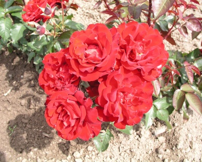 Роза Флорибунда "Пусста"