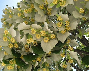 Липа войлочная "Брабант"