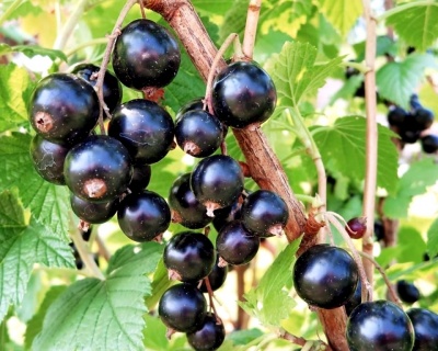 Смородина "Белорусская сладкая"