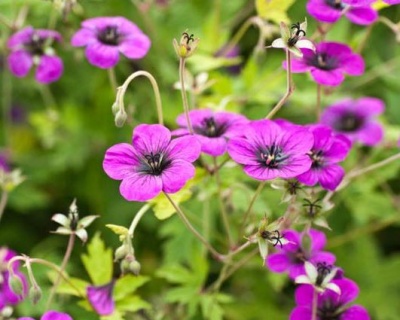 Герань "Энн Фолкард"