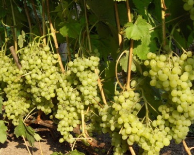 Виноград "Алёшенькин"