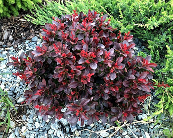 Барбарис Тунберга "Atropurpurea Nana"