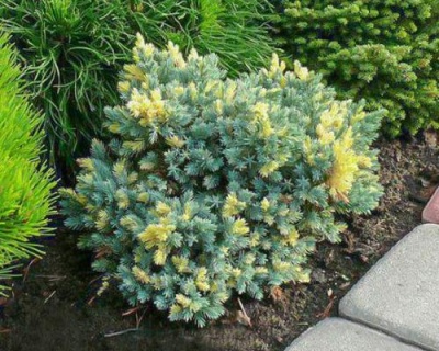 Можжевельник чешуйчатый "Голден Флейм"