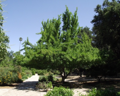 Гинкго Билоба "Саратога"