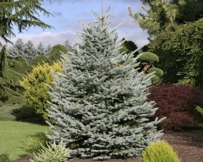 Ель колючая "Фат Альберт"