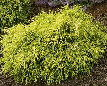 Кипарисовик Горохоплодный "Санголд"