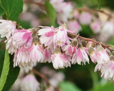 Дейция шершавая "Кодселл Пинк" (Codsall Pink)