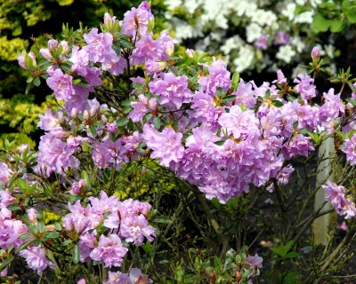 Азалия японская "Элси Ли"