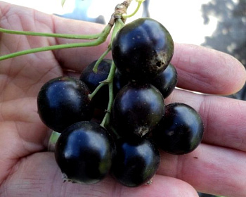 Смородина "Память Вавилова"