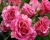 Спрей-роза «Пинк Флеш» 