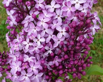 Сирень "Найт"