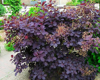 Скумпия "Роял Пурпл" (Royal Purple)