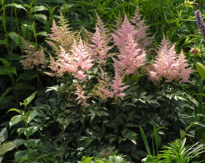 Астильба японская "Пич Блоссом“