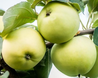 Яблоня колоновидная "Президент"