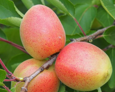 Абрикос «Память Лойко»