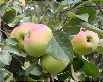 Яблоня "Имрус"