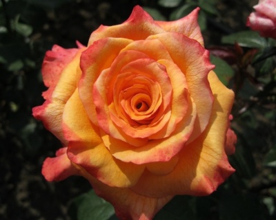 Роза Чайно-Гибридная «Конго» 