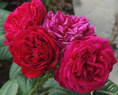 Пионовидная роза «Фишерман Френд» 