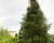 Сосна черная "Грин Рокет"