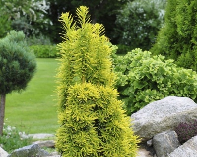 Тис ягодный "Давид"