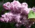 Сирень "Бель де Нанси"