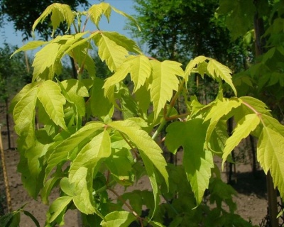 Клен ясенелистный "Одессанум"