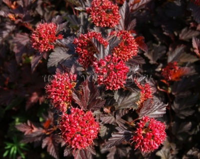 Пузыреплодник "Шух" (Schuch)